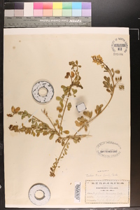 Baptisia serenae image