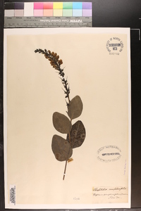 Baptisia simplicifolia image