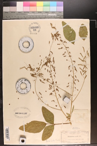 Desmodium molle image