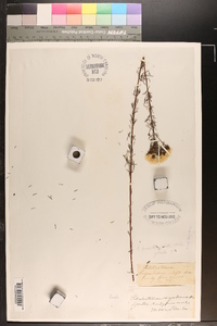 Dalea pinnata image