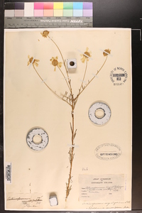 Actinospermum angustifolium image