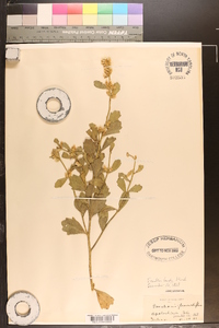 Baccharis glomeruliflora image