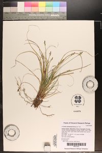 Carex emmonsii image