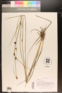 Rhynchospora crinipes image