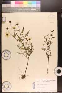 Bidens aristosa image