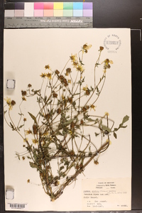 Bidens aristosa image