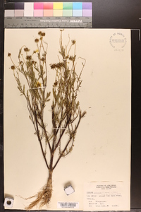 Bidens aristosa image