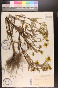 Bidens polylepis image