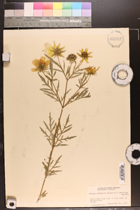 Bidens polylepis image