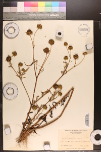 Bidens polylepis image