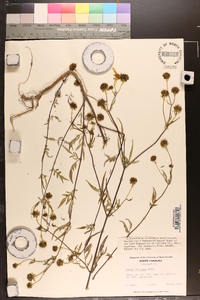 Bidens polylepis image