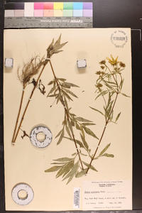 Bidens polylepis image