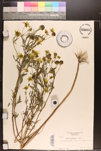 Bidens polylepis image