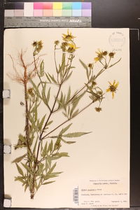 Bidens polylepis image