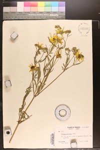 Bidens polylepis image