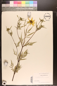 Bidens polylepis image