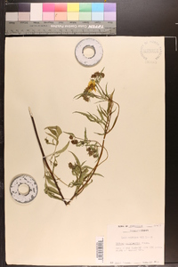 Bidens polylepis image