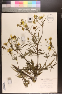 Bidens polylepis image