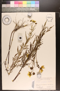 Bidens polylepis image