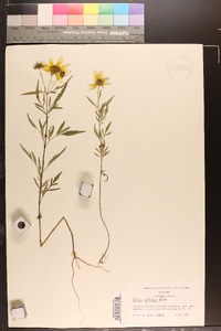 Bidens polylepis image