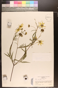 Bidens polylepis image