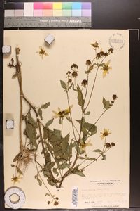 Bidens aristosa image