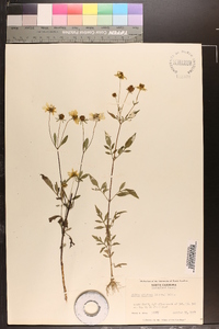 Bidens aristosa image