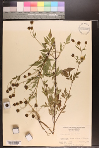 Bidens aristosa image