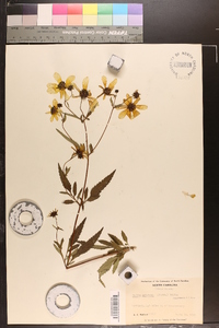 Bidens aristosa image