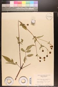 Bidens aristosa image