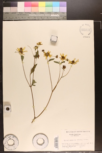 Bidens aristosa image