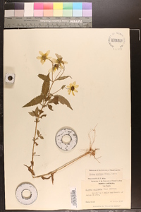 Bidens aristosa image