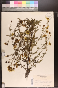 Bidens aristosa image