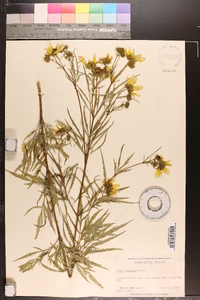 Bidens polylepis image