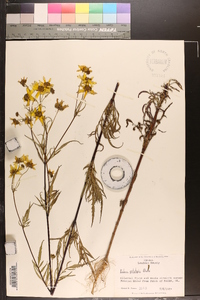 Bidens polylepis image