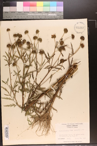 Bidens polylepis image