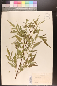 Bidens polylepis image