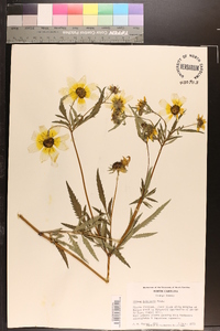 Bidens polylepis image