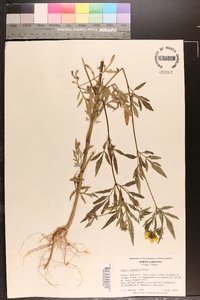 Bidens polylepis image