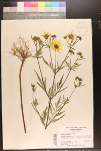 Bidens polylepis image