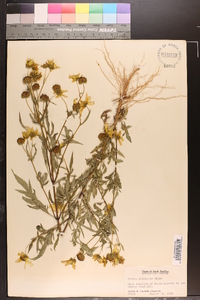 Bidens polylepis image