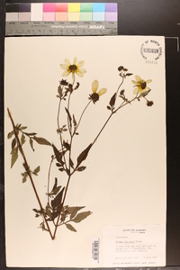 Bidens polylepis image