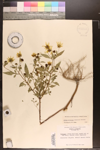 Bidens aristosa image