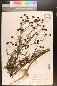 Bidens polylepis image