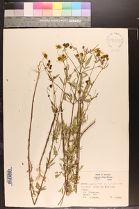 Bidens polylepis image