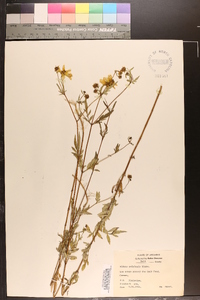 Bidens polylepis image