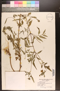 Bidens polylepis image