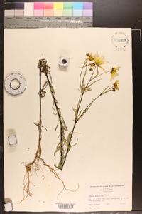 Bidens polylepis image