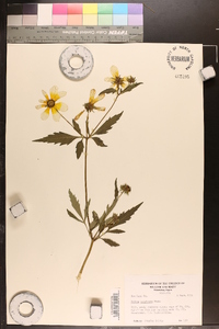 Bidens polylepis image