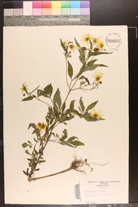 Bidens aristosa image